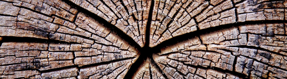 Nature’s Untapped Treasure: Lignin’s Potential in Achieving a Carbon-Neutral Economy